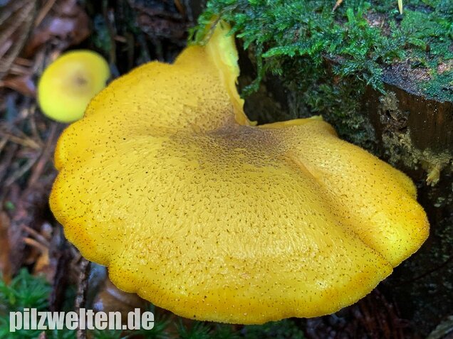 Goldgelber Holzritterling, Tricholomopsis decora