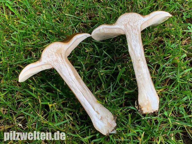 Gemeiner Weichritterling, Melanoleuca melaleuca