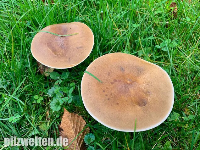 Gemeiner Weichritterling, Melanoleuca melaleuca