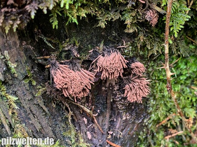 Gemeines Fadenkeulchen, Stemonitis axifera