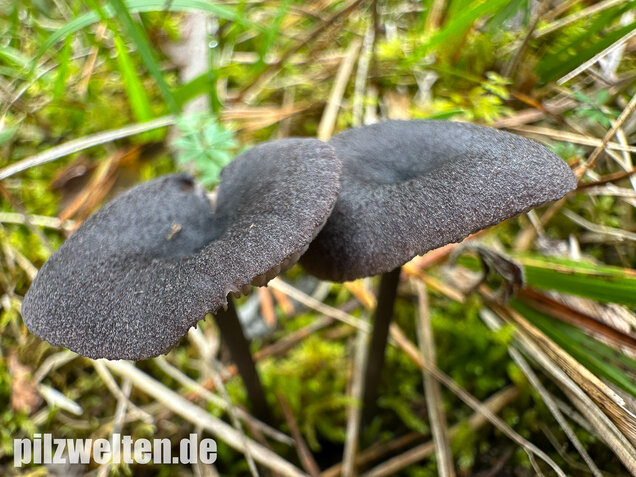 Gesägter Rötling, Entoloma serrulatum