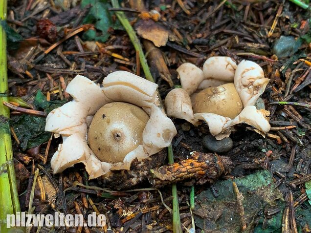 Gewimperter Erdstern, Geastrum fimbriatum