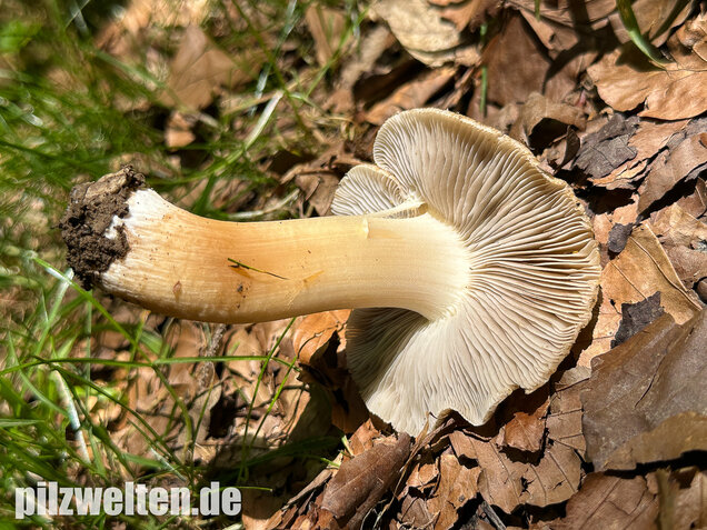 Graubeigeblättriger Risspilz, Sternsporiger Risspilz, Inocybe margaritispora
