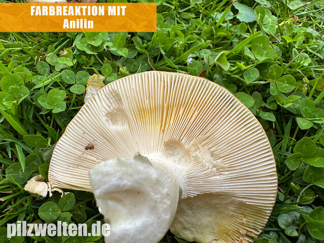 Grüner Speisetäubling, Russula heterophylla