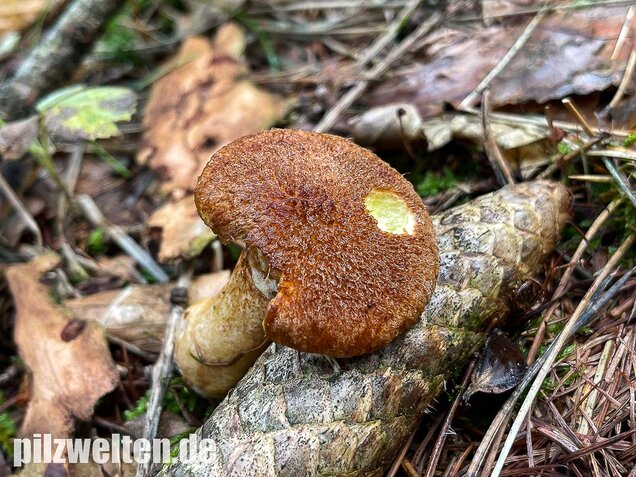 Hohlfußröhrling, Suillus cavipes