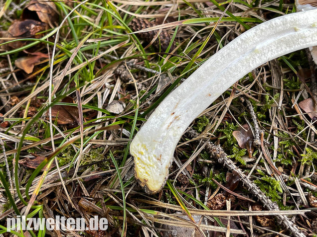 Karbolchampignon, Agaricus xanthodermus