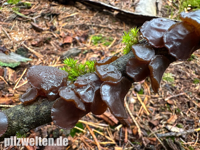 Kreisel-Drüsling, Exidia recisa