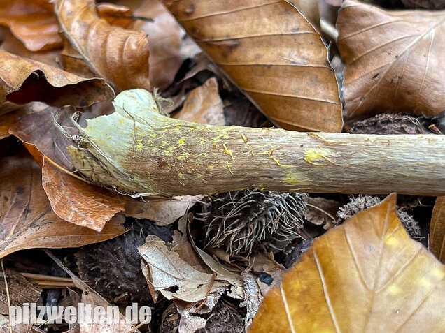 Laubholzhallimasch, Armillaria gallica