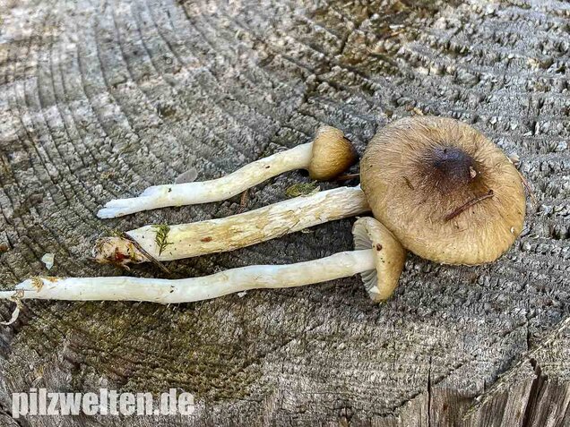 Natternstieliger Schneckling, Hygrophorus olivaceoalbus