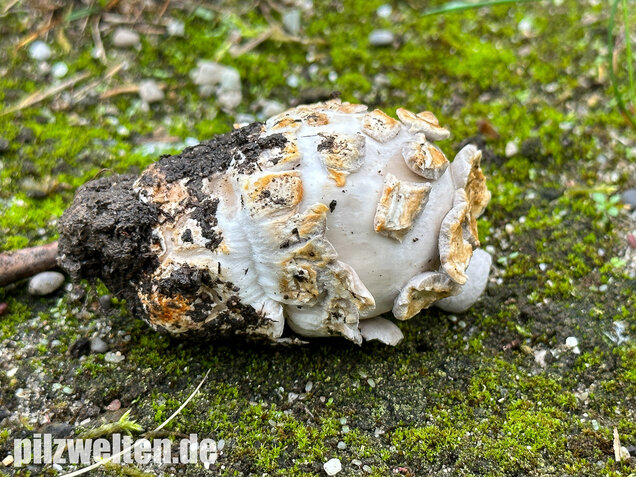 Ockergrauer Scheidenstreifling, Ockergrauer Riesenstreifling, Amanita lividopallescens