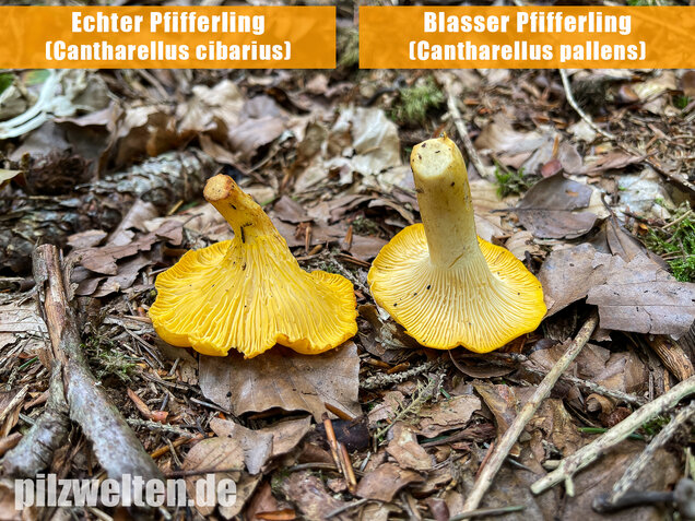 Echter Pfifferling, Cantharellus cibarius