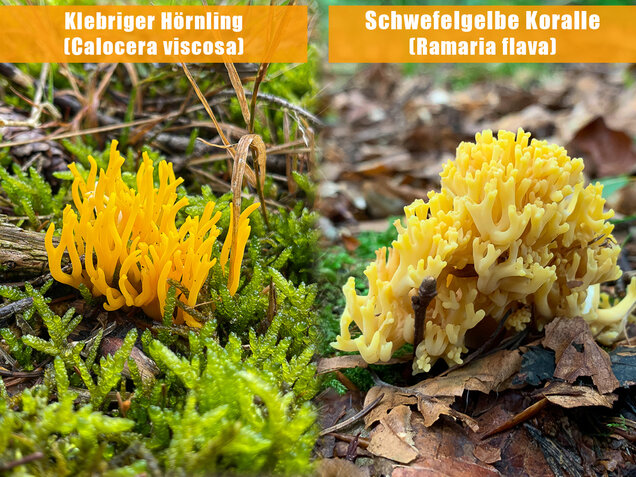 Klebriger Hörnling, Ziegenbart, Zwergerlfeuer, Calocera viscosa