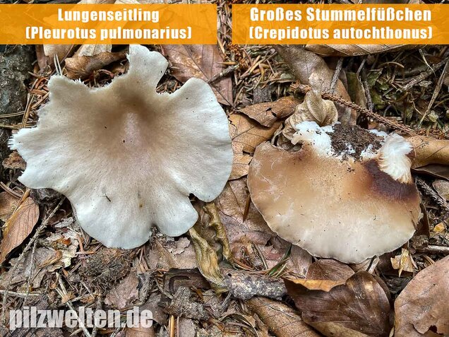 Großes Stummelfüßchen, Crepidotus autochthonus