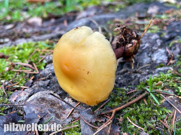 Rauchblättriger Schwefelkopf, Hypholoma capnoides