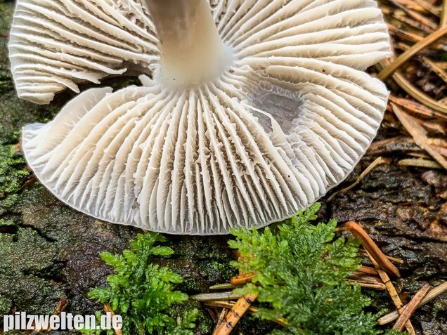 Rosablättriger Helmling, Mycena galericulata