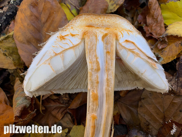 Olivbrauner Safranschirmling, Wald-Safranschirmling, Chlorophyllum olivieri