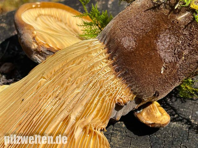 Samtfußkrempling, Tapinella atrotomentosa