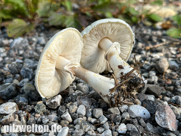 Seidiger Egerlingsschirmling, Leucoagaricus holosericeus
