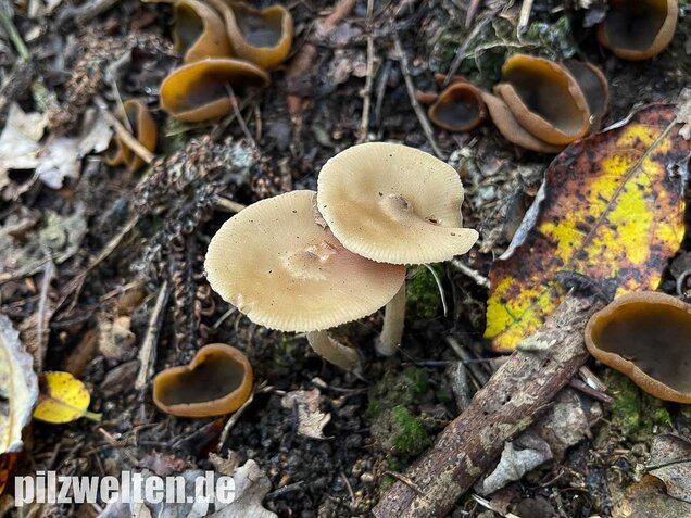 Weidenrötling, Entoloma sericatum