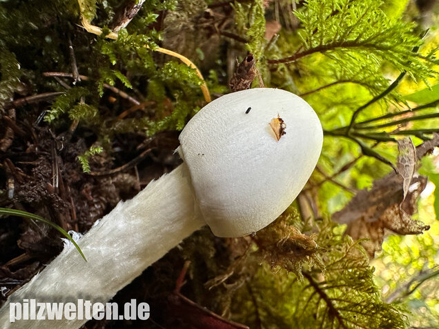 Kegelhütiger Knollenblätterpilz, Amanita virosa