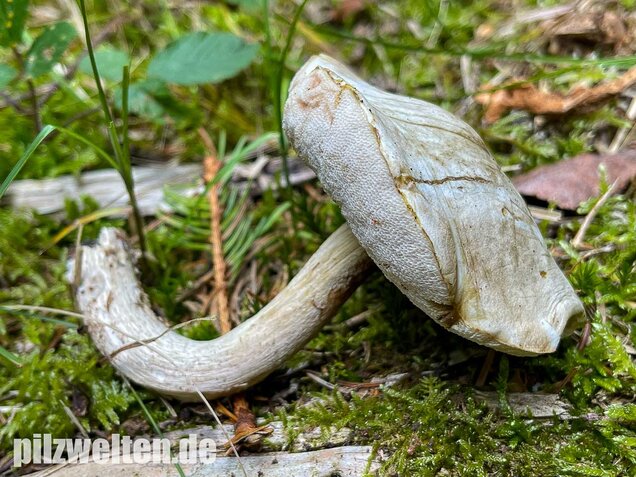 Wollstieliger Raufußröhrling (weiße Form), Leccinum cyaneobasileucum