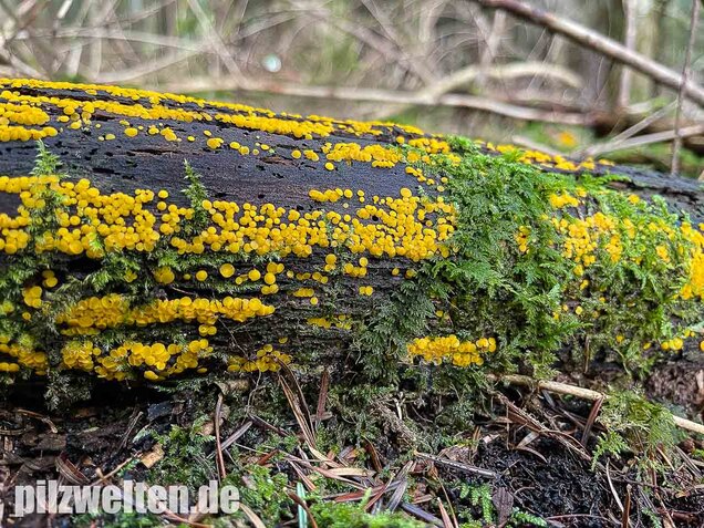Zitronengelber Reisigbecherling, Calycina citrina
