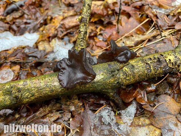 Abgestutzter Drüsling, Stoppeliger Drüslinge, Exidia glandulosa