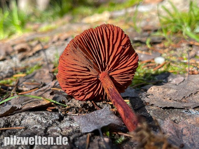 Blutroter Hautkopf, Cortinarius sanguineus