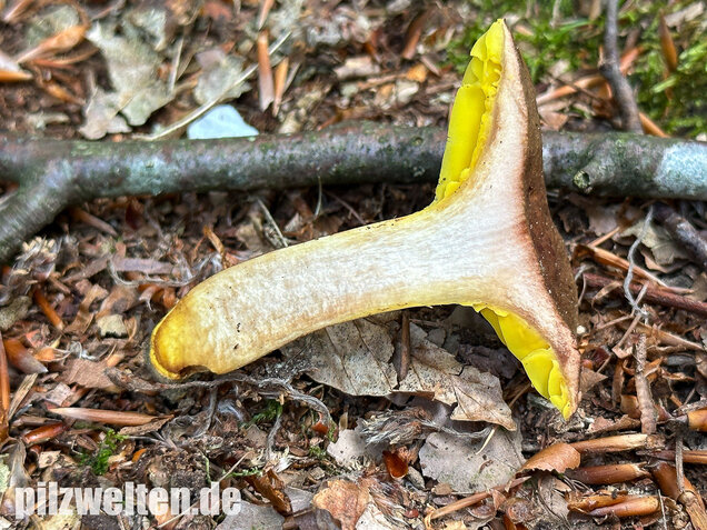 Europäisches Goldblatt, Phylloporus pelletieri
