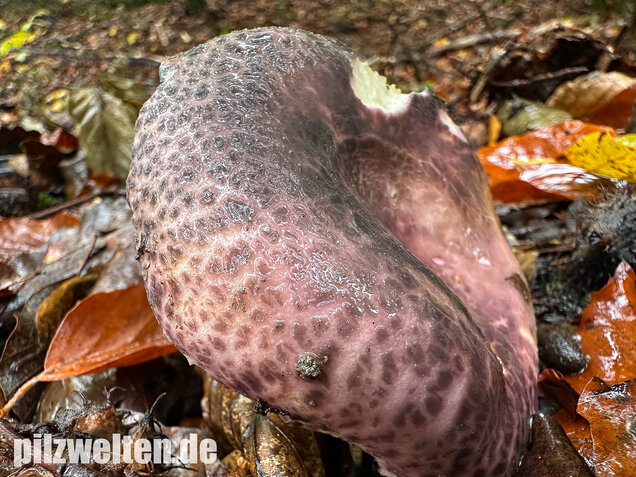 Gefelderter Frauentäubling, Rissiger Frauentäubling, Russula cutefracta
