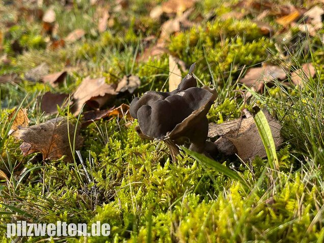 Gefurchte Lorchel, Helvella sulcata
