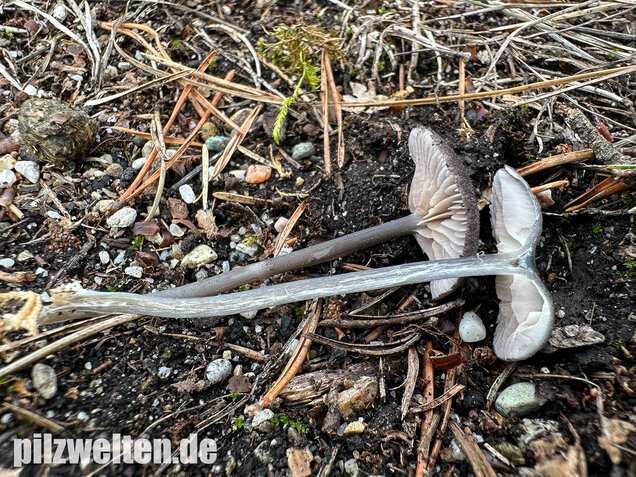 Gesägter Rötling, Entoloma serrulatum