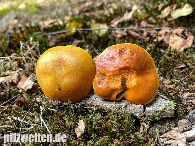 Goldröhrling, Suillus grevillei