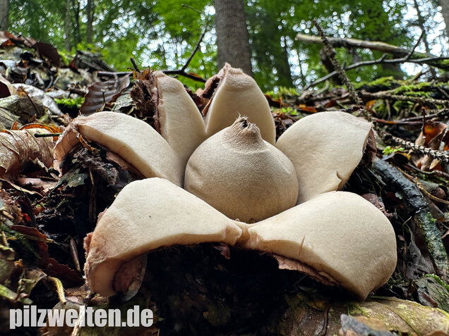 Halskrausen-Erdstern, Geastrum michelianum