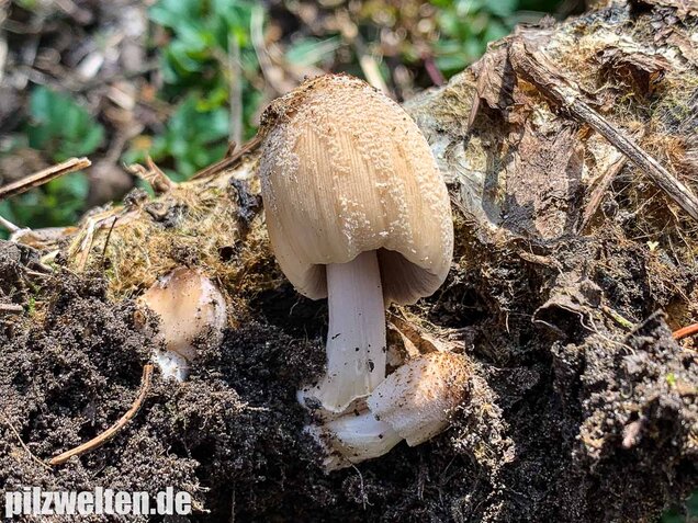 Haustintling, Coprinellus domesticus