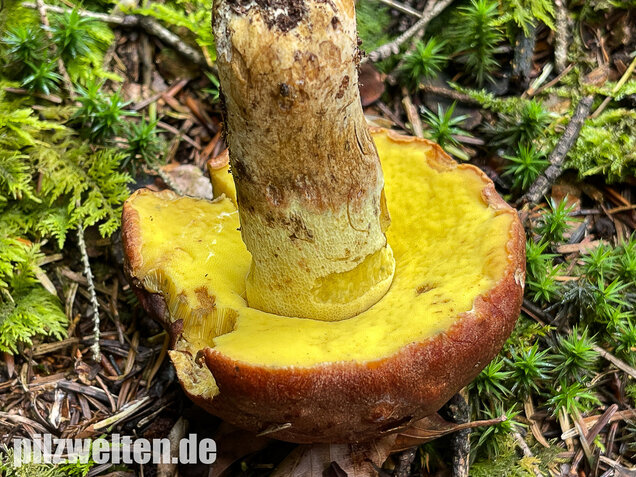 Anhängselröhrling, Butyriboletus appendiculatus