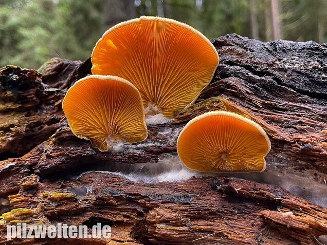 Orangeseitling, Phyllotopsis nidulans