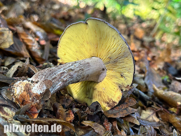 Gelbblättriger Rasling, Rötender Schönkopf, Calocybe favrei