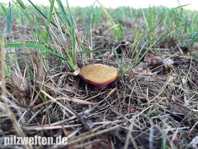 Rubinroter Zwergröhrling, Chalciporus rubinus