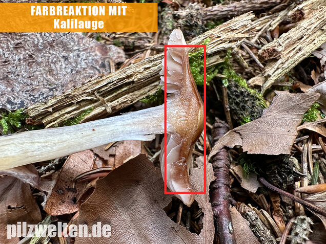 Honigschleimfuß, Runzeliggeriefter Schleimfuß, Cortinarius stillatitius