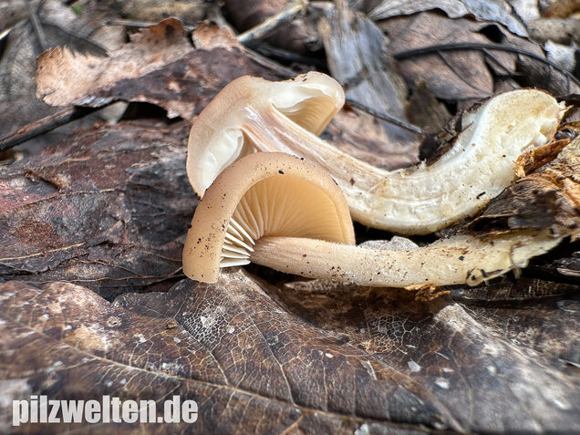 Striegeliger Rübling, Stinkender Frühlingsrübling, Gymnopus hariolorum