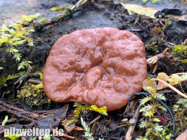 Scheibchenlorchel, Gyromitra ancilis