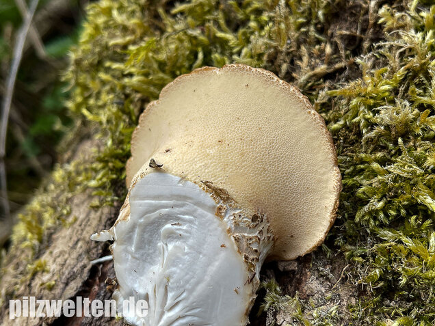 Schuppiger Porling, Cerioporus squamosus