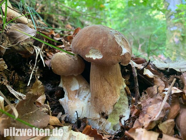 Sommersteinpilz, Boletus aestivalis