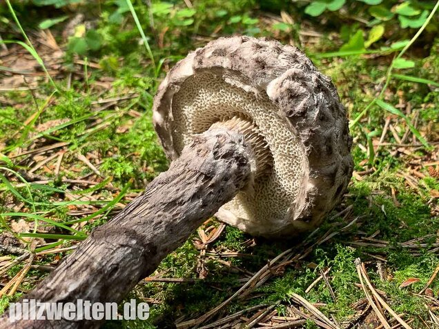 Strubbelkopfröhrling, Strobilomyces strobilaceus
