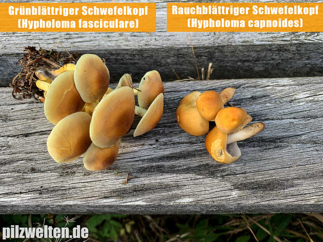 Rauchblättriger Schwefelkopf, Hypholoma capnoides