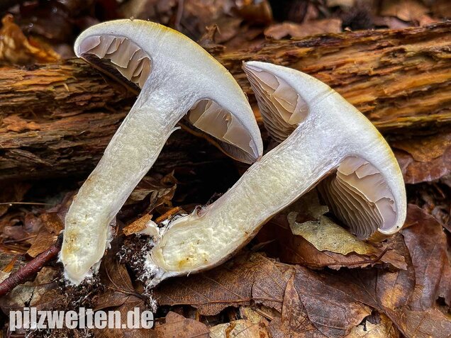 Violettblättriger Schleimfuß, Cortinarius delibutus