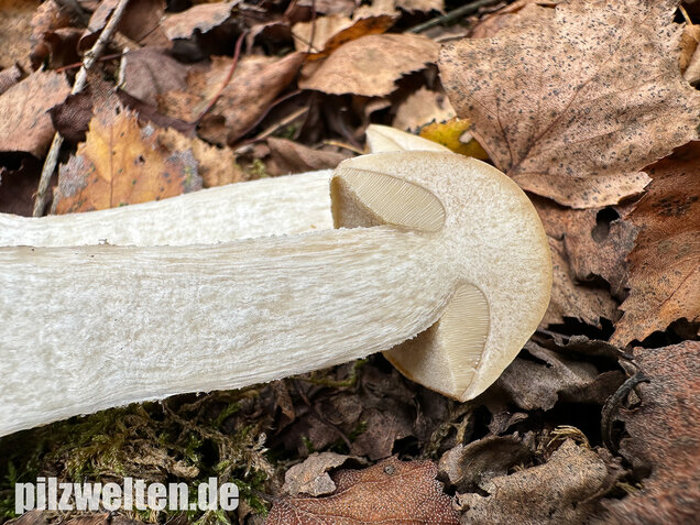 Wollstieliger Raufußröhrling (weiße Form), Leccinum cyaneobasileucum