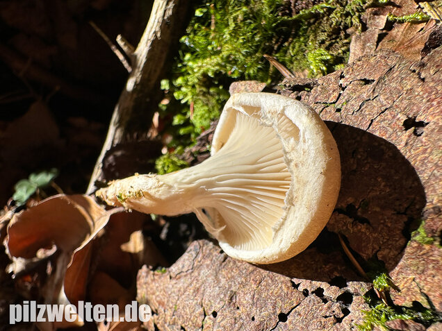 Berindeter Seitling, Pleurotus dryinus