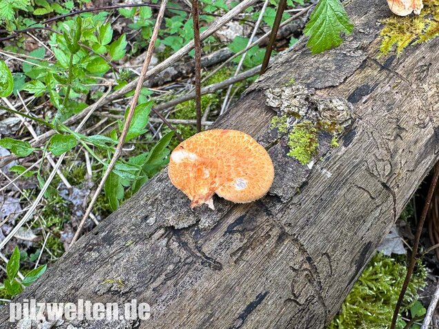 Bienenwabenporling, Waben-Stielporling, Neofavolus alveolaris